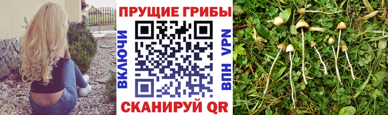 Галлюциногенные грибы Cubensis  наркотики  блэк спрут ссылка  сайты даркнета состав  Партизанск 